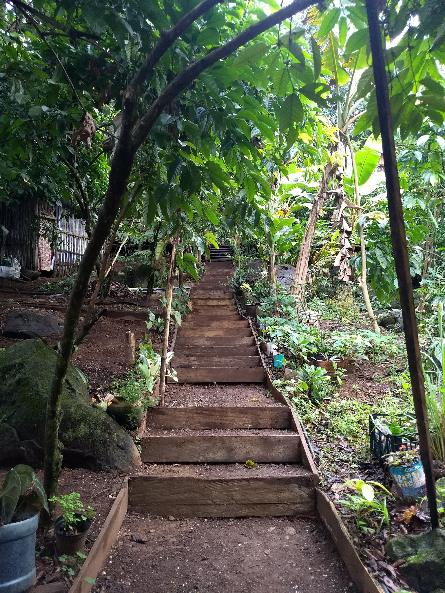 Sendero entre vegetación tropical